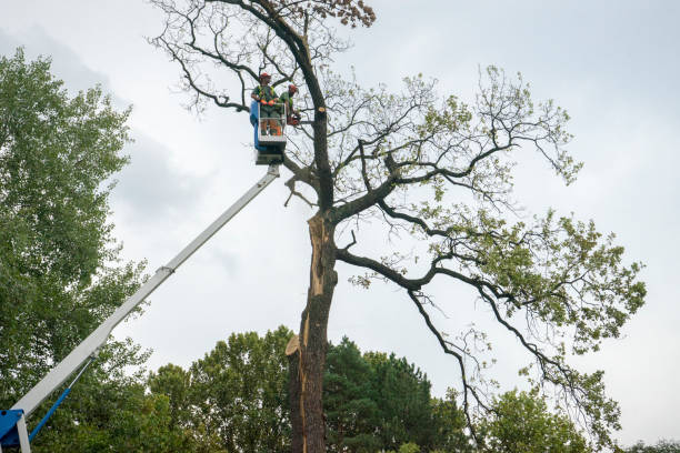 Professional Tree Services in Rochelle, GA