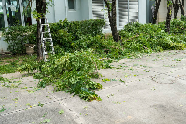 Lawn Pest Prevention in Rochelle, GA