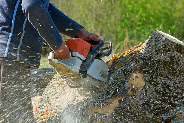 Best Lawn Maintenance Plans  in Rochelle, GA